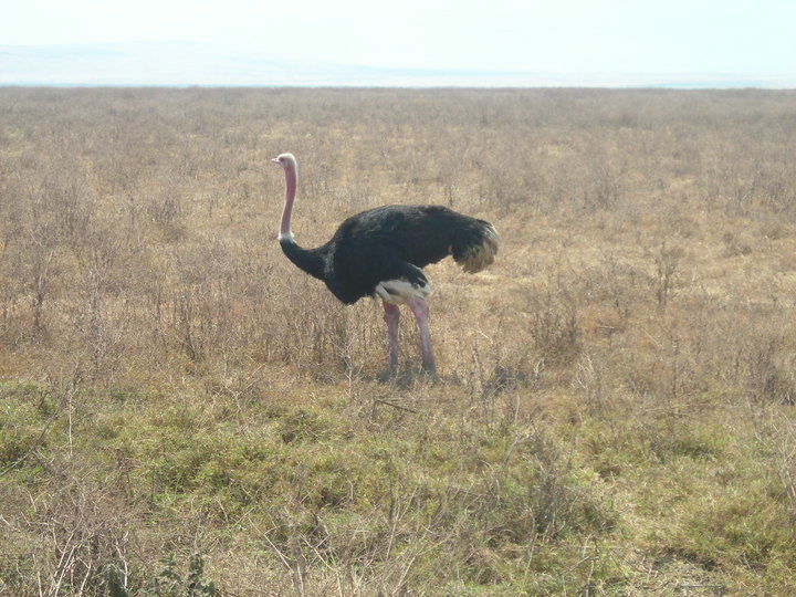 Photo of ‘Jambo!’ Tanzania by Neha Kirpal