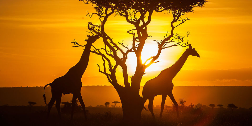 Photo of Out of Africa: Kenya 1/1 by Neha Kirpal