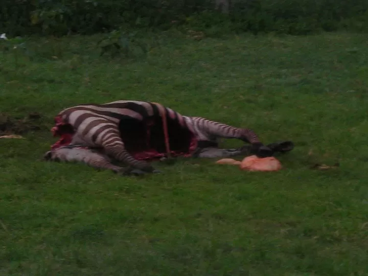 Photo of Nakuru, Nakuru County, Kenya by Neha Kirpal