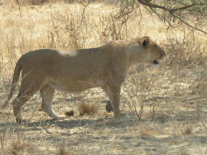 Photo of Lake Nakuru National Park Main Gate, Nakuru, Kenya by Neha Kirpal