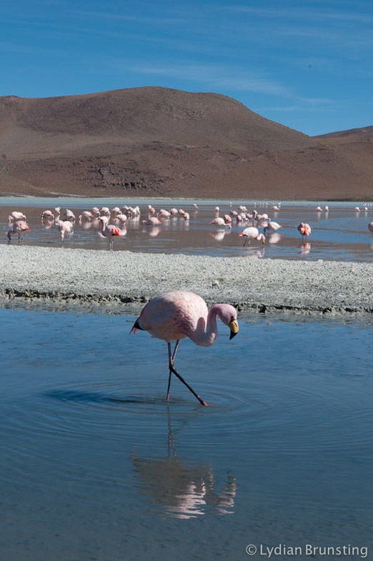 Photo of Small Wonders Of The Bolivian Highlands 1/5 by Lydian