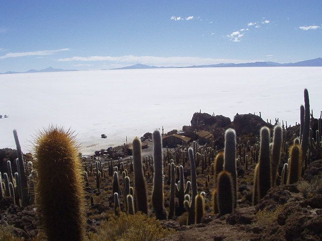 Photo of Small Wonders Of The Bolivian Highlands 3/5 by Lydian