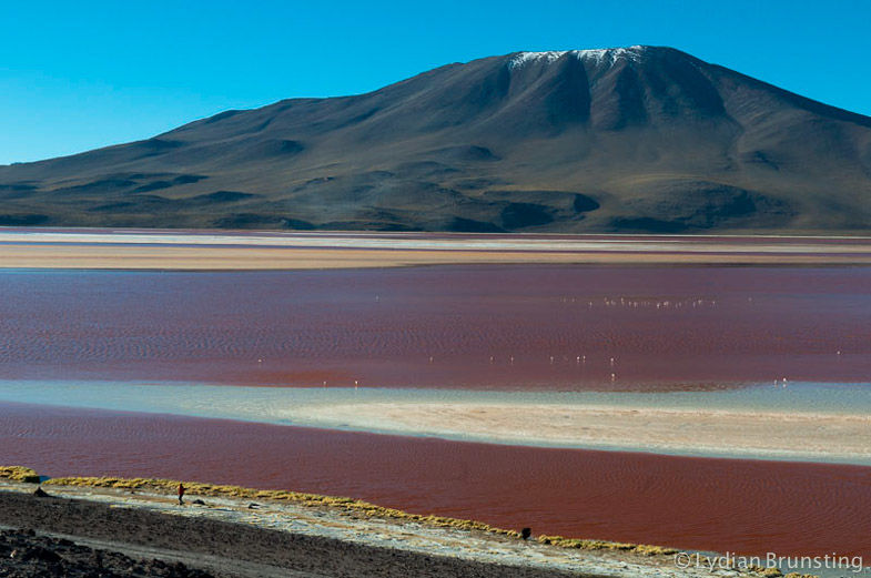 Photo of Small Wonders Of The Bolivian Highlands 4/5 by Lydian