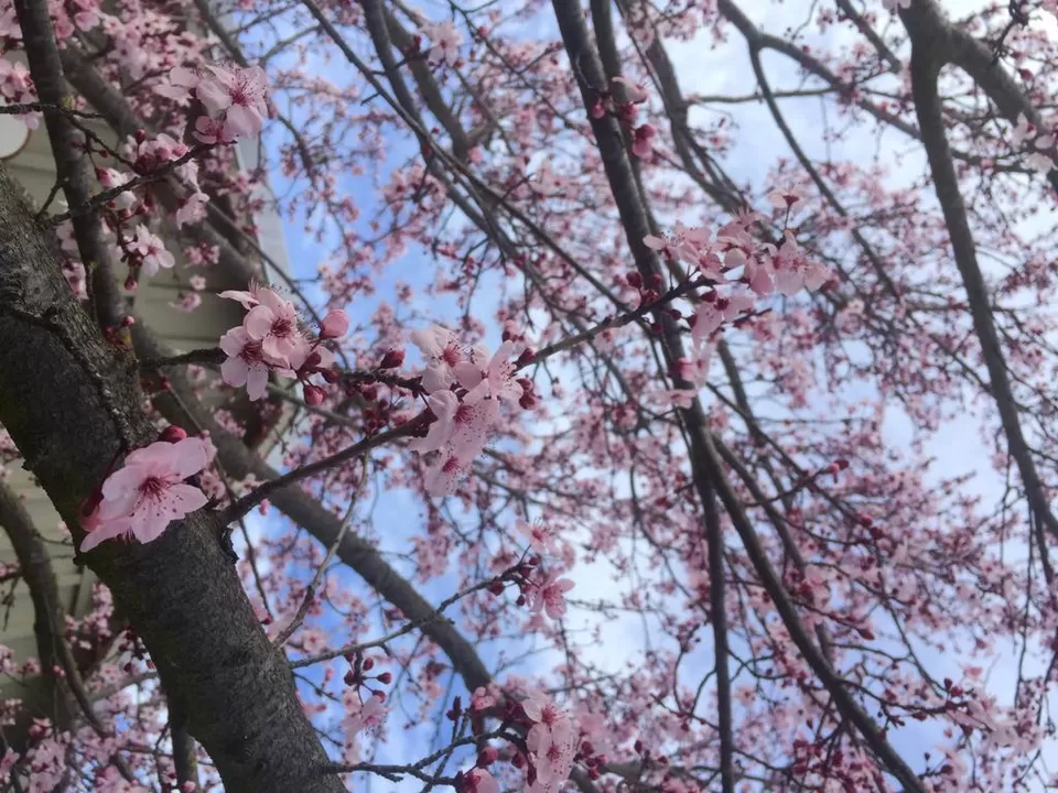 Photo of Carneros Resort and Spa, Sonoma Highway, Napa, CA, USA by christinacolney