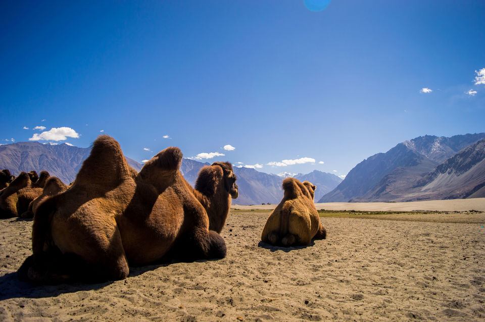Photo of Haven't been to Ladakh? Don't call yourself a traveler ! 4/6 by Nikhil Aggarwal