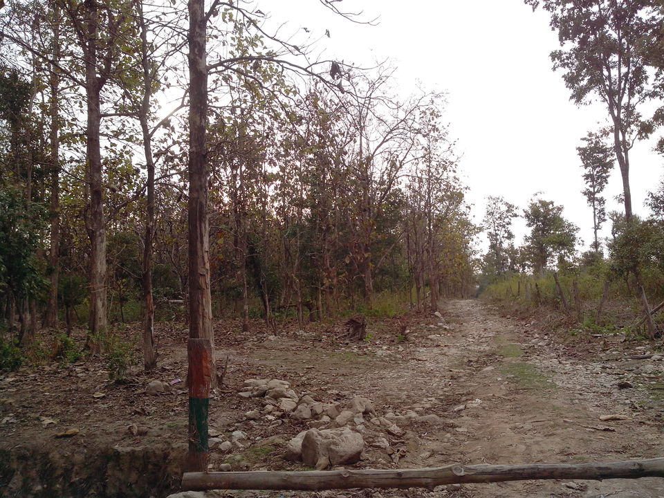 Photo of Jim Corbett Jungle Safari, Garjiya, Uttarakhand, India by Nikhil Aggarwal