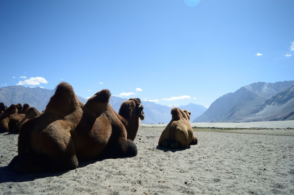 Photo of 7 Things to know before Visiting Ladakh that will make your journey worth ! #BestOfTravel by Nikhil Aggarwal