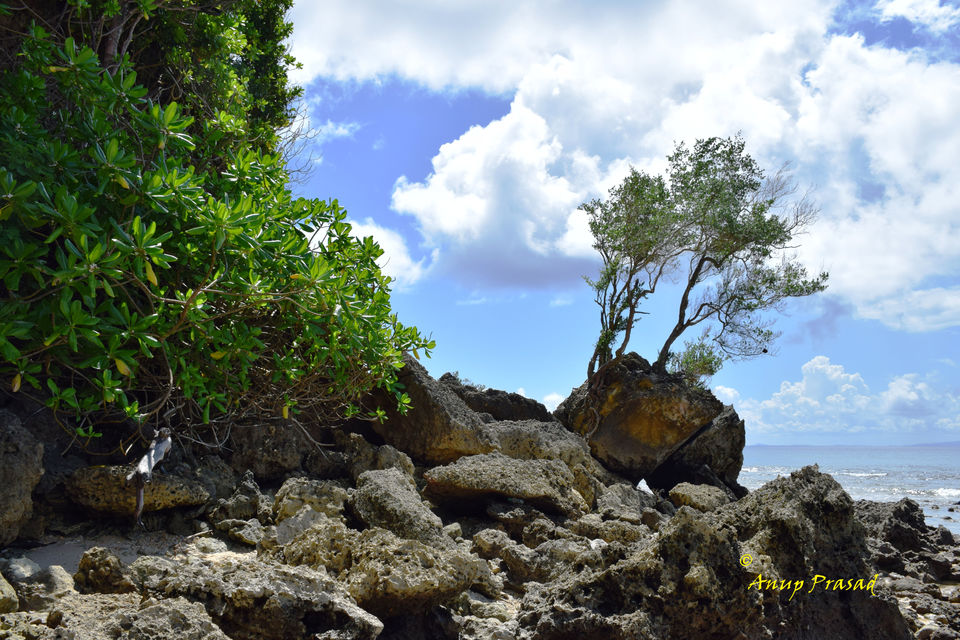 Photo of The Andaman: Rendezvous with Indian Archipelago by Madhuree