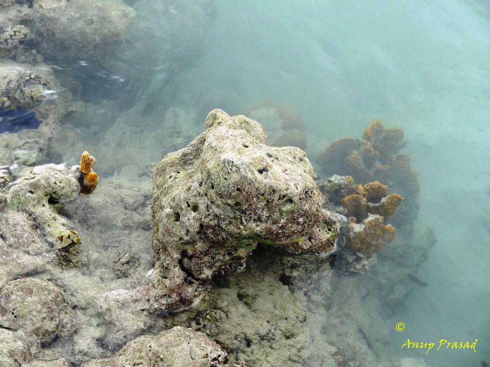 Photo of Mahatma Gandhi Marine National Park, South Andaman, Andaman and Nicobar Islands, India by Madhuree