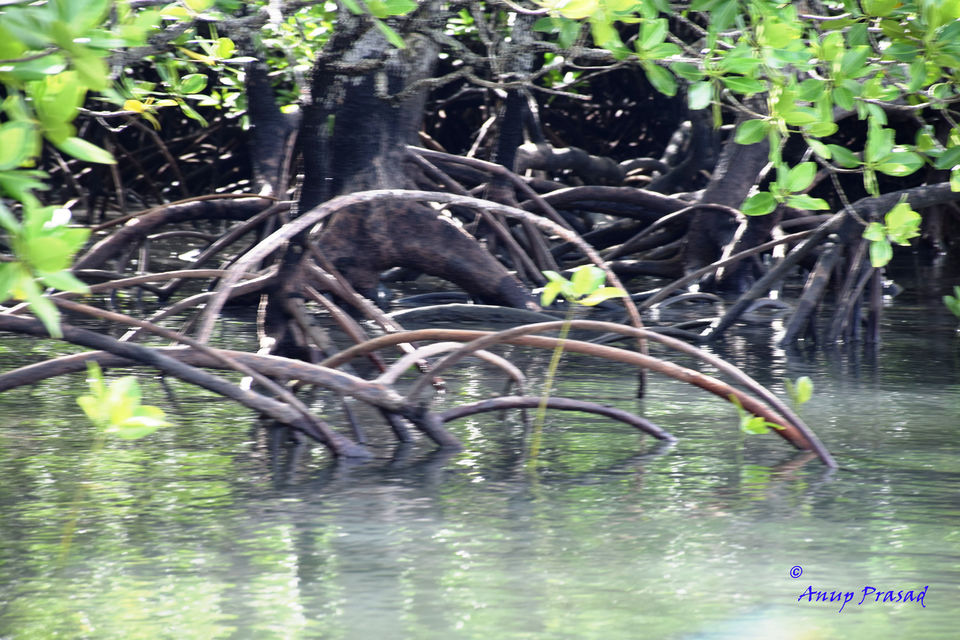 Photo of The Andaman: Rendezvous with Indian Archipelago by Madhuree