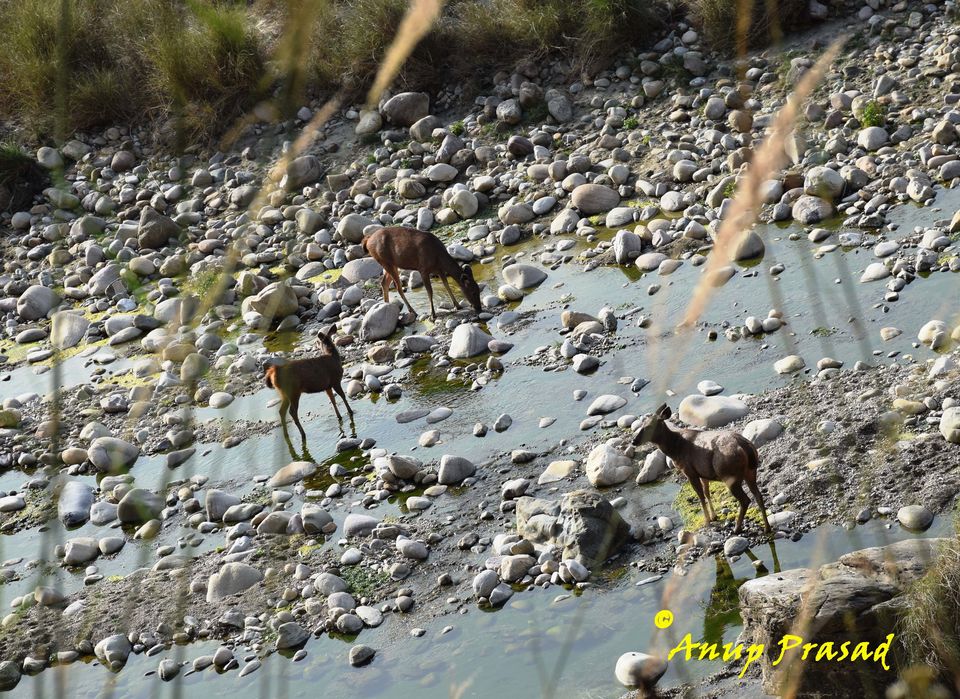 Photo of 9 Days Holiday trip to Kumaun Himalayas: Peaceful, Relaxing, Adventurous, Thrilling and Picturesque by Madhuree