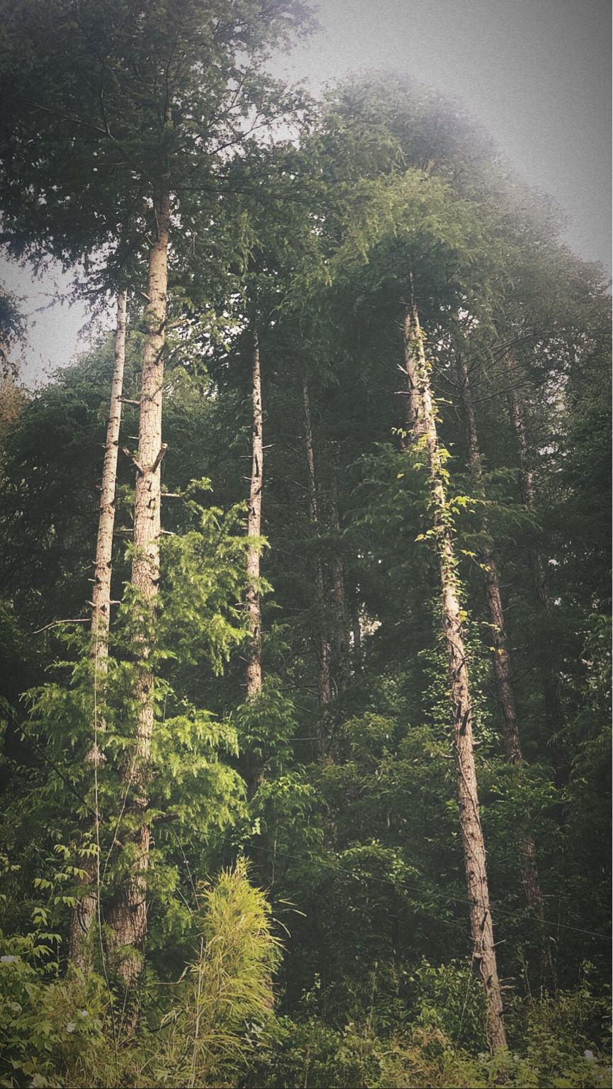 Photo of Weekend Trip to Chakrata! by Gauri Tyagi