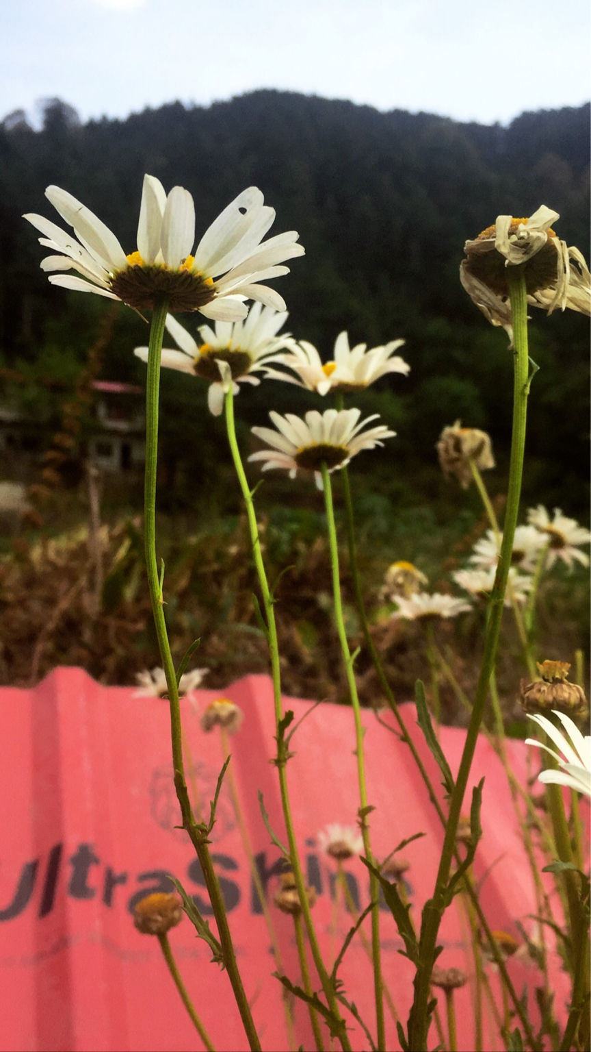 Photo of Weekend Trip to Chakrata! by Gauri Tyagi