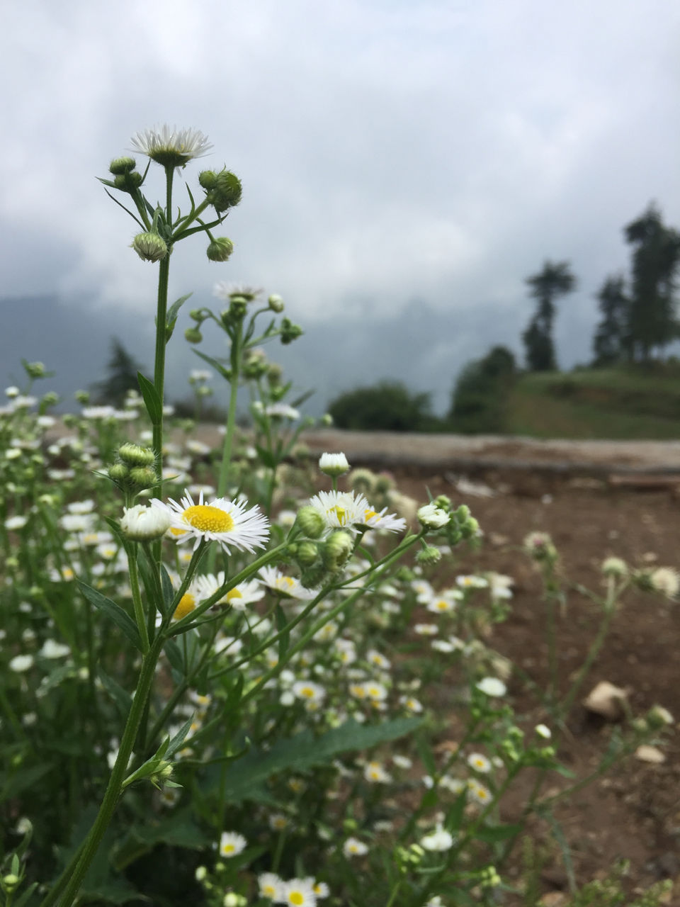 Photo of Weekend Trip to Chakrata! by Gauri Tyagi