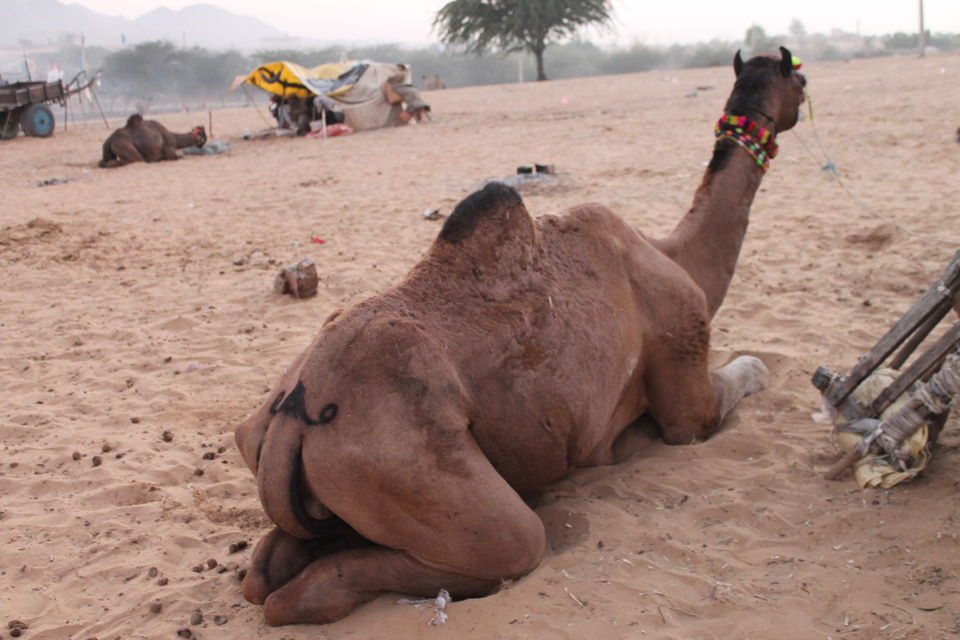 Photo of Pushkar, Rajasthan, India by karanp