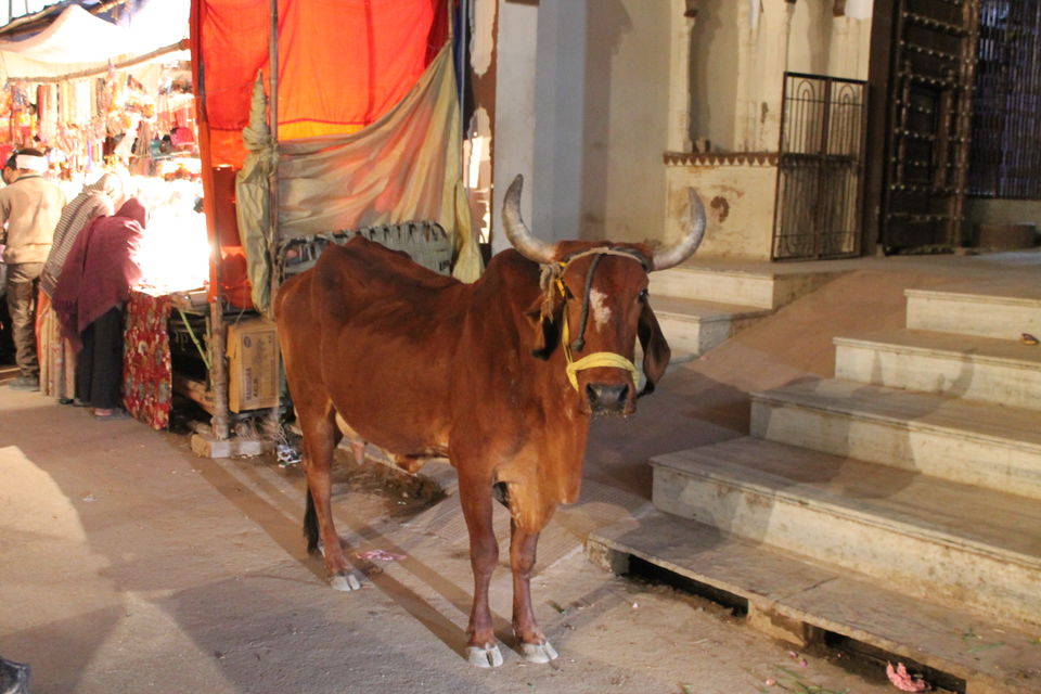 Photo of Pushkar, Rajasthan, India by karanp