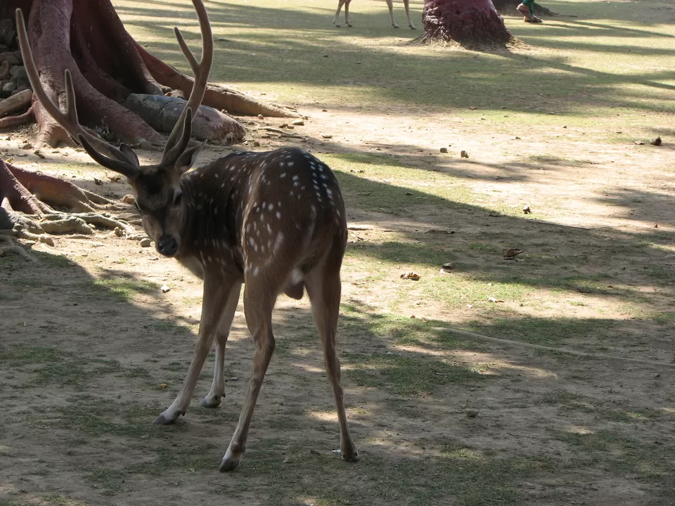 Photo of Ross Island, Andaman, Ross Island Road, India by Anindita Acharya
