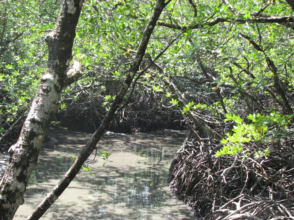 Photo of Baratang Lime Stone Caves, South Andaman, Andaman and Nicobar Islands, India by Anindita Acharya