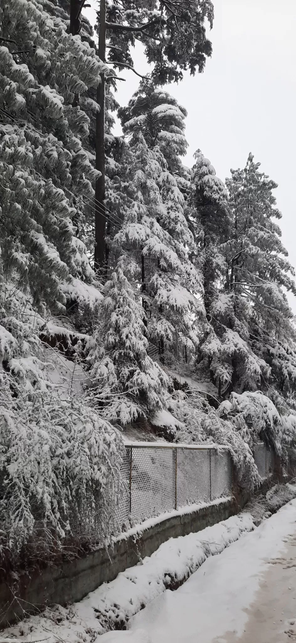 Photo of White winter at patnitop by Ravi Gupta
