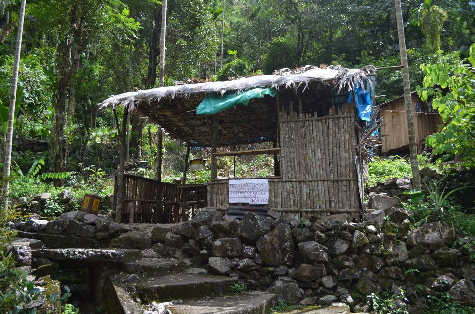 Photo of living root bridge, Cherrapunjee, Meghalaya, India by Christopher Jacob