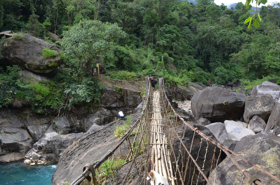 Photo of living root bridge, Cherrapunjee, Meghalaya, India by Christopher Jacob