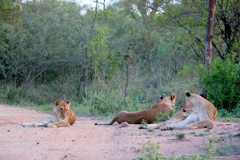 Photo of Kruger National Park By Riyanka Roy