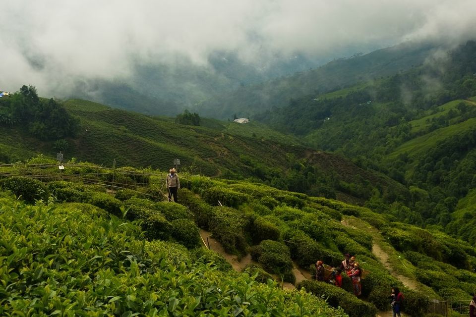 Photo of Exploring Darjeeling 13/27 by Riyanka Roy