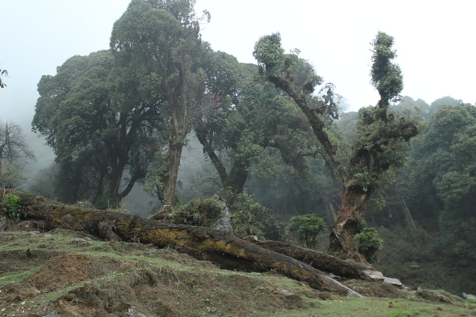 Photo of The Abode Of Snow: A Journey To Goecha La 7/32 by Riyanka Roy