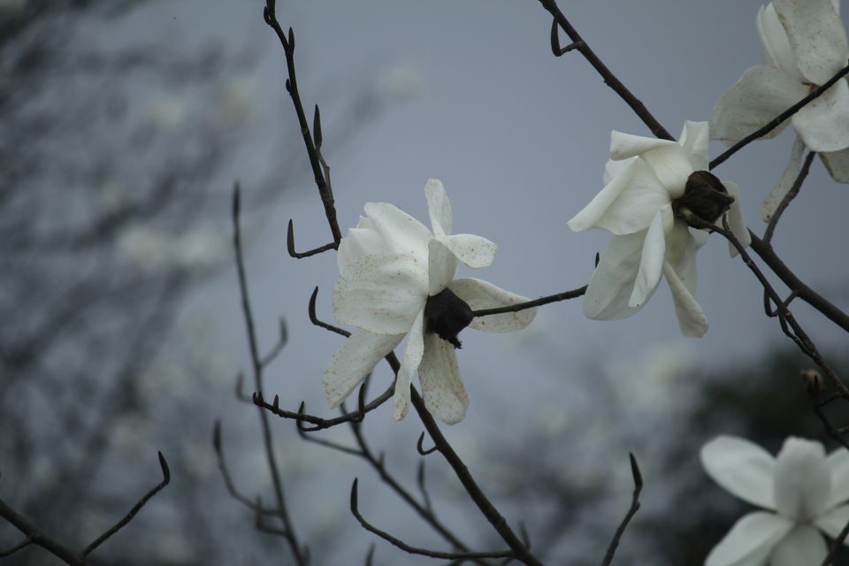 Photo of The Abode Of Snow: A Journey To Goecha La 8/32 by Riyanka Roy