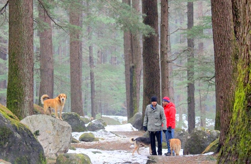Photo of Kasol, Challal, Tosh and Manali - A Photo Story Of The Snow Trails 13/14 by Riyanka Roy