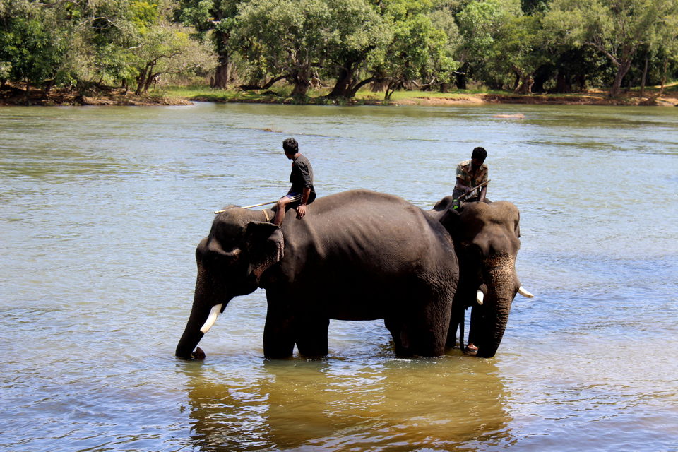 Photo of Dubare Elephant Camps: A Hidden Treasure In Coorg by Riyanka Roy