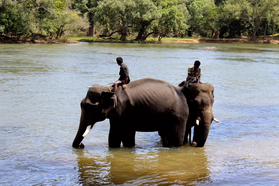 Photo of Dubare Elephant Camps: A Hidden Treasure In Coorg by Riyanka Roy