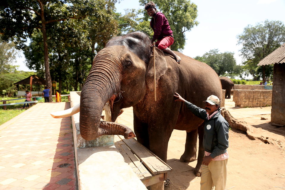 Photo of Dubare Elephant Camps: A Hidden Treasure In Coorg by Riyanka Roy