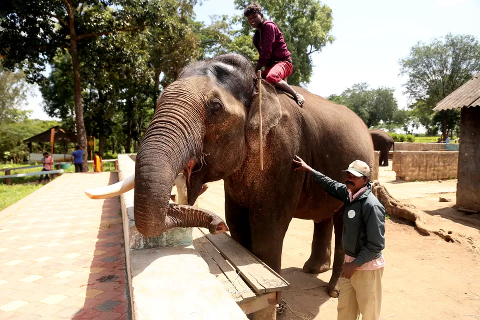 Photo of Dubare Elephant Camps: A Hidden Treasure In Coorg by Riyanka Roy