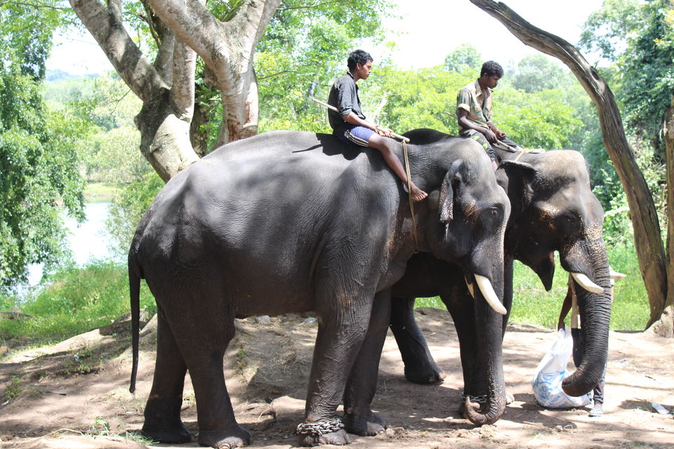 Photo of Dubare Elephant Camps: A Hidden Treasure In Coorg by Riyanka Roy
