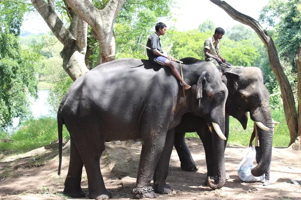 Photo of Dubare Elephant Camps: A Hidden Treasure In Coorg by Riyanka Roy