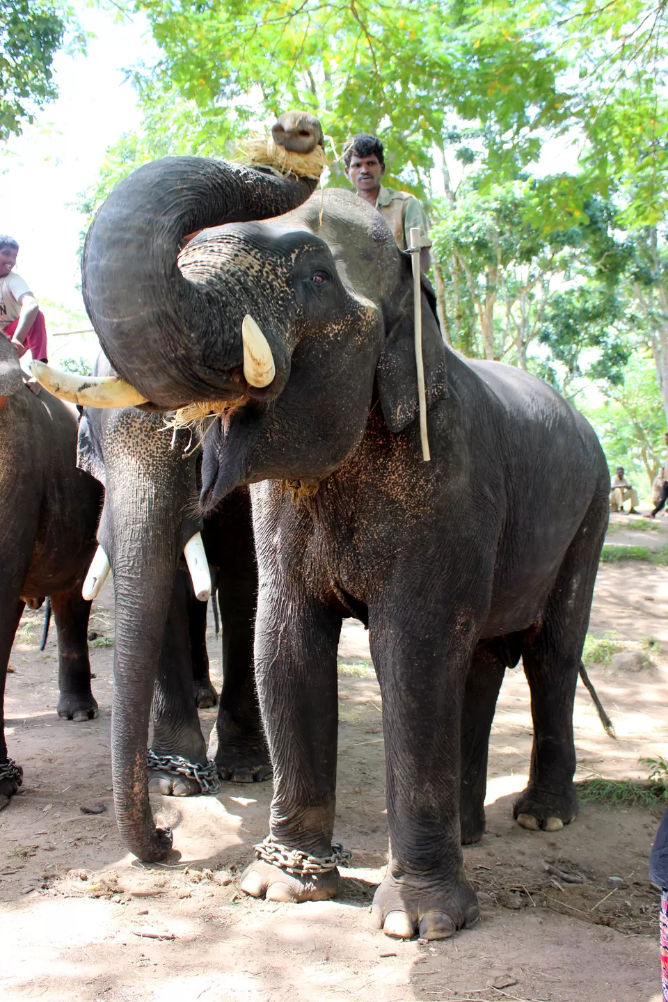 Photo of Dubare Elephant Camps: A Hidden Treasure In Coorg by Riyanka Roy