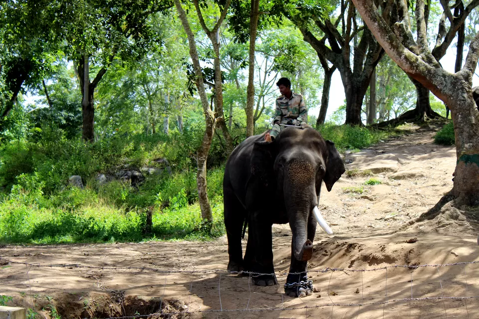 Photo of Dubare Elephant Camps: A Hidden Treasure In Coorg by Riyanka Roy