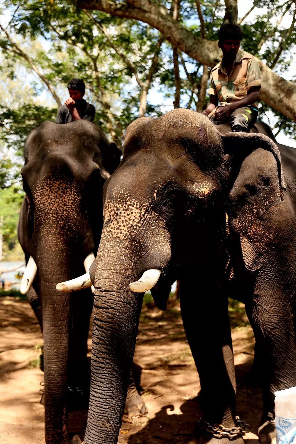 Photo of Dubare Elephant Camps: A Hidden Treasure In Coorg by Riyanka Roy