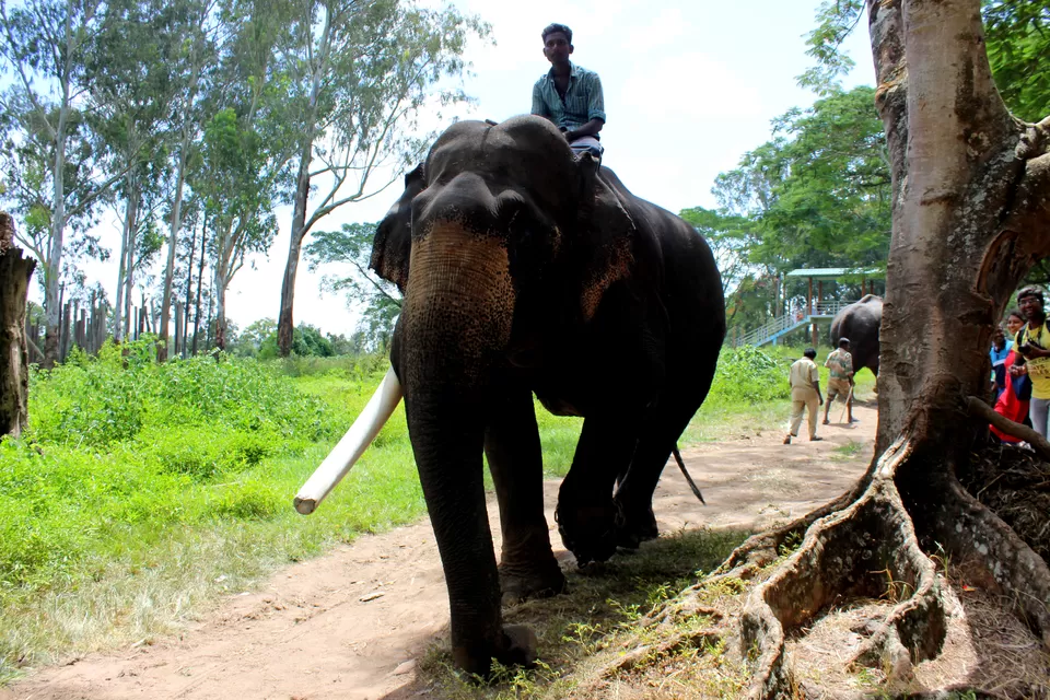 Photo of Dubare Elephant Camps: A Hidden Treasure In Coorg by Riyanka Roy