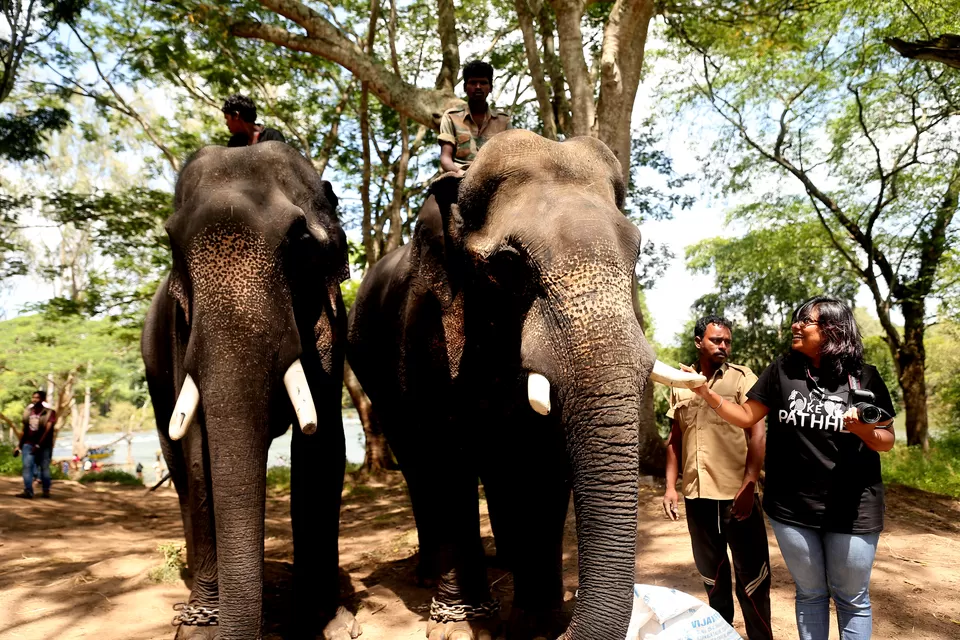 Photo of Dubare Elephant Camps: A Hidden Treasure In Coorg by Riyanka Roy
