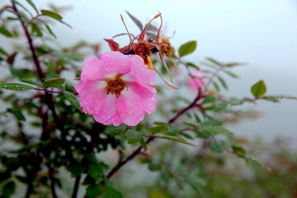Photo of Valley Of Flowers: A Photostory Of Paradise 1/14 by Riyanka Roy
