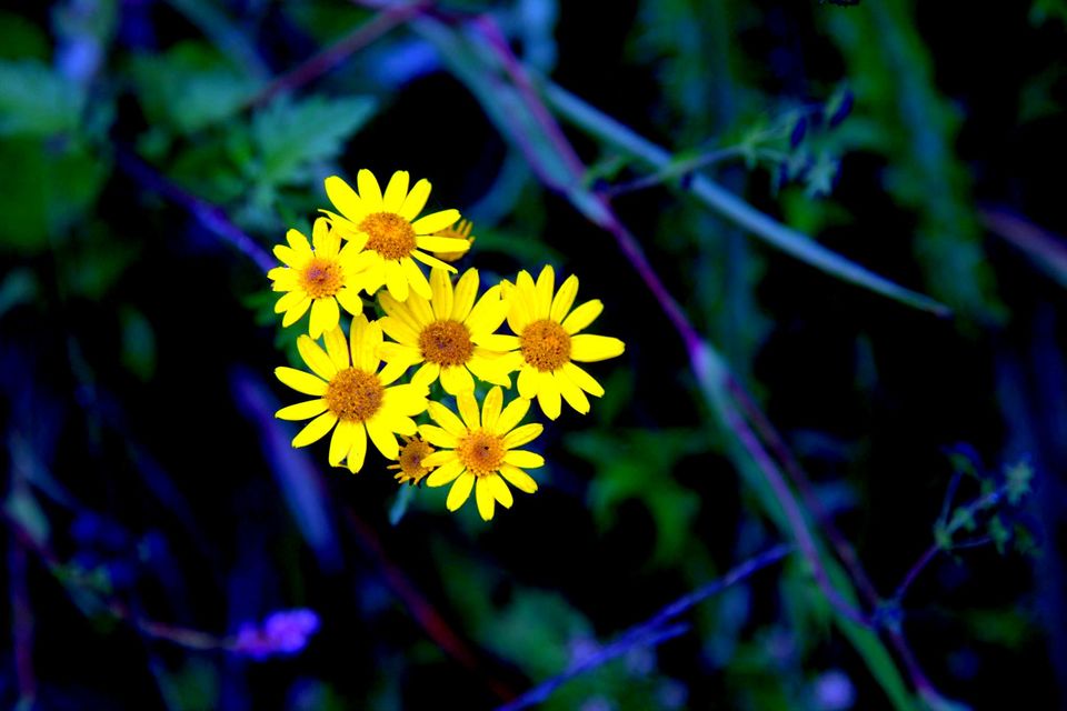 Photo of Valley Of Flowers: A Photostory Of Paradise 7/14 by Riyanka Roy