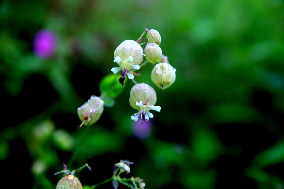 Photo of Valley Of Flowers: A Photostory Of Paradise 8/14 by Riyanka Roy