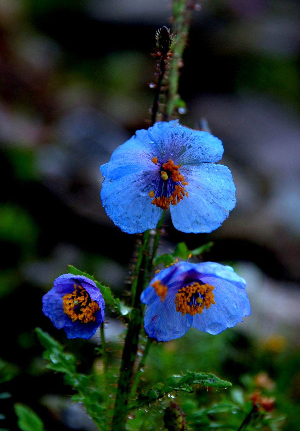 Photo of Valley Of Flowers: A Photostory Of Paradise 10/14 by Riyanka Roy