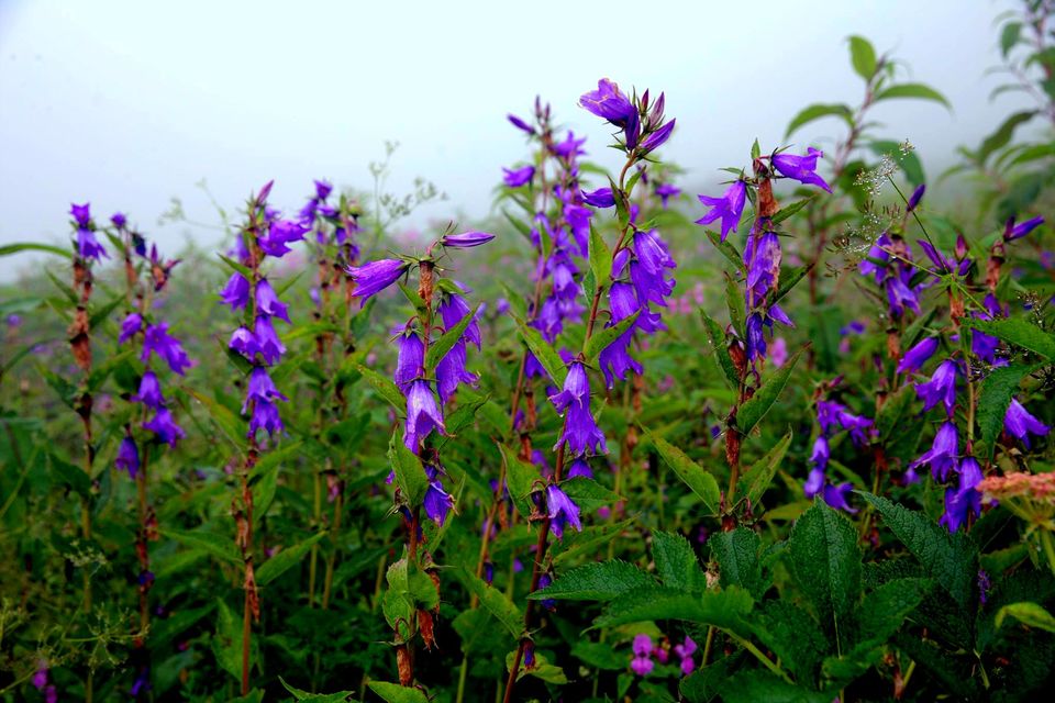 Photo of Valley Of Flowers: A Photostory Of Paradise 9/14 by Riyanka Roy