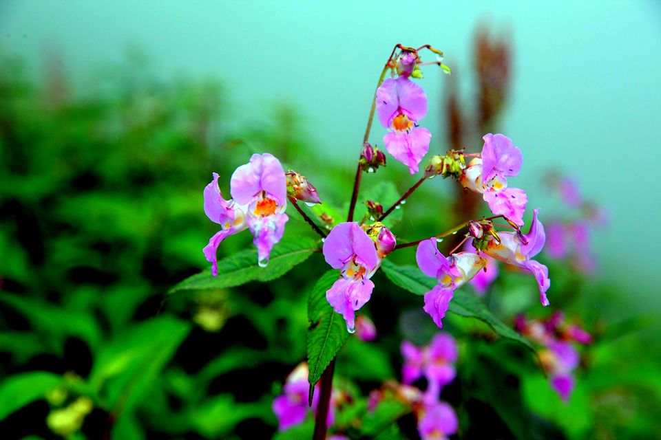Photo of Valley Of Flowers: A Photostory Of Paradise 11/14 by Riyanka Roy