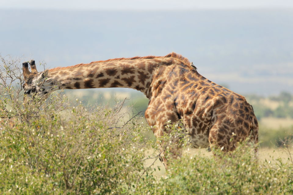 Photo of 15 Wildlife Photos To Prove Why Maasai Mara Is Called 'The Safari Mecca' Of The World by Riyanka Roy
