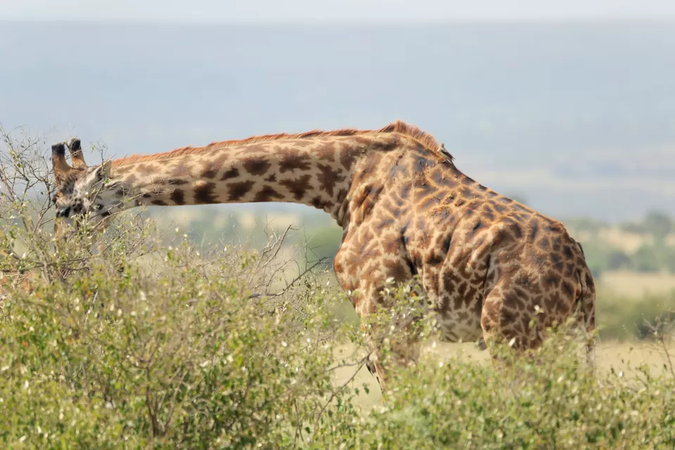 Photo of 15 Wildlife Photos To Prove Why Maasai Mara Is Called 'The Safari Mecca' Of The World by Riyanka Roy