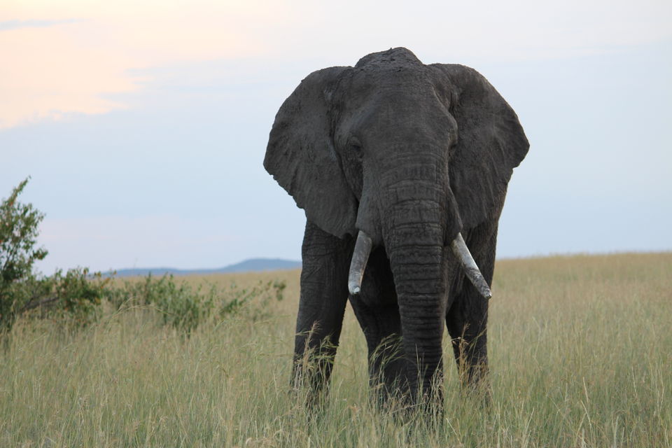 Photo of 15 Wildlife Photos To Prove Why Maasai Mara Is Called 'The Safari Mecca' Of The World by Riyanka Roy
